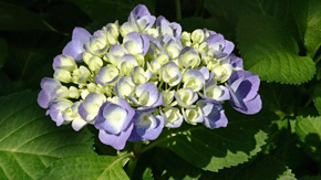 裏庭の紫陽花