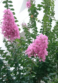 近所の可愛いピンクのお花