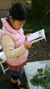 食べる野草を調べ中…