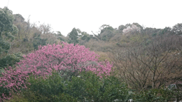 山桜が咲き誇り…