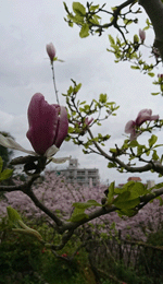 ピンクの木蓮も開花