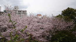 見ごたえある、神戸外国倶楽部の桜