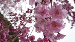 桜のパワーに満たされて