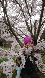 桜になる