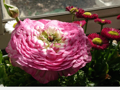DSC_2969-1.gif