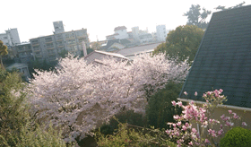 満開の神戸外国倶楽部の桜